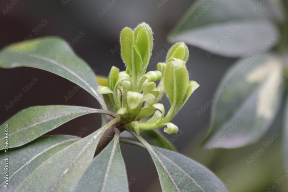Budding Green Leaves in Spring, New Season is Coming, A Growing Season, A new Circle will Begin Budding Green Leaves in Spring, New Season is Coming, A Growing Season, A new Circle will Begin
