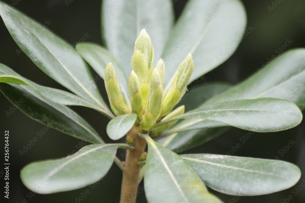 Budding Green Leaves in Spring, New Season is Coming, A Growing Season, A new Circle will Begin Budding Green Leaves in Spring, New Season is Coming, A Growing Season, A new Circle will Begin