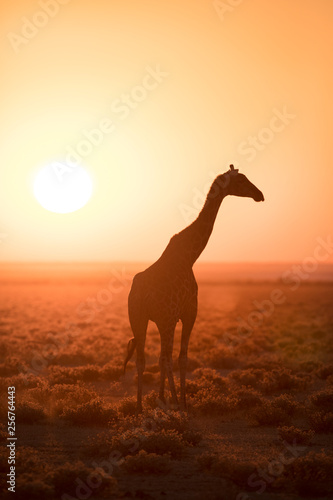 Giraffe at sunrise