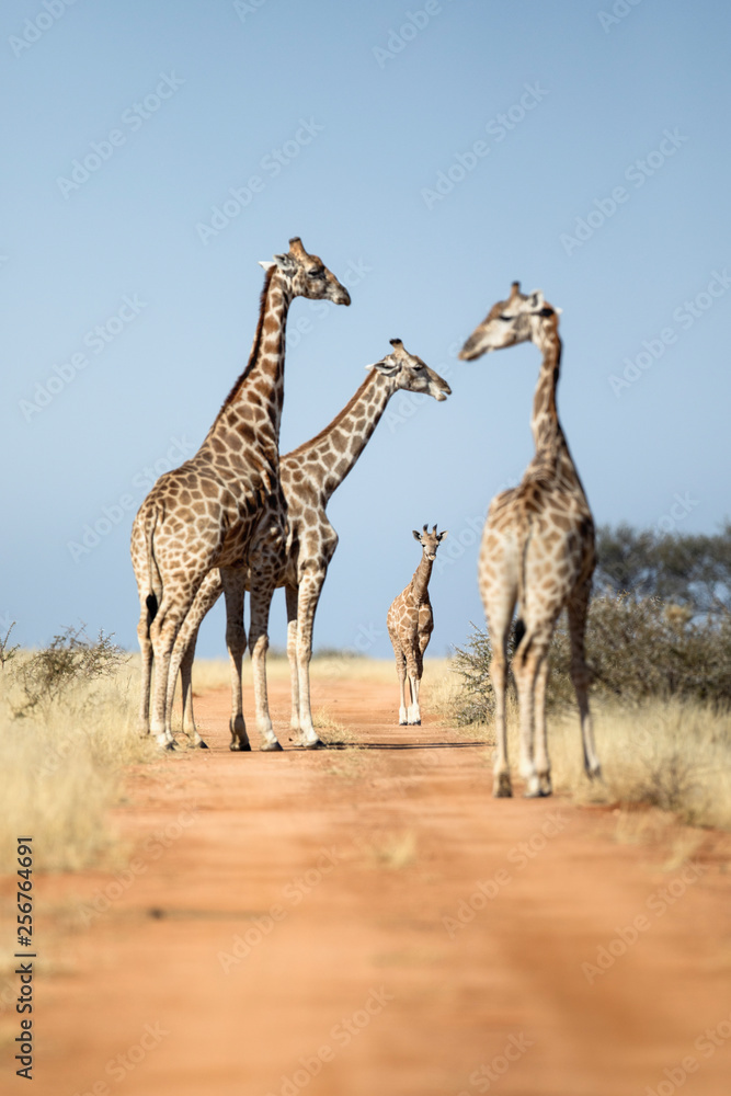 Fototapeta premium Giraffe family