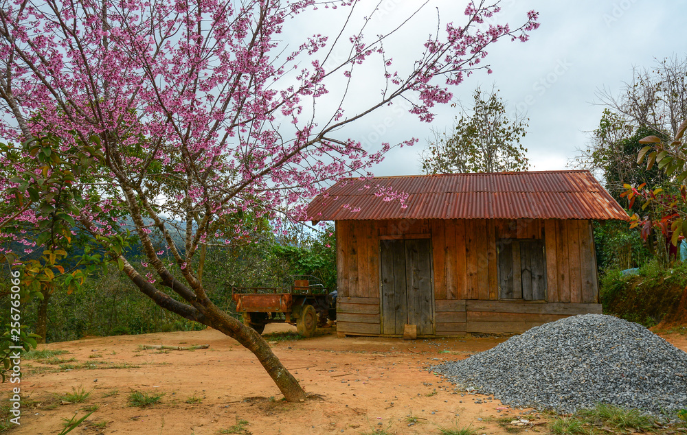 Small countryside house with cherry tree Small countryside house with cherry tree