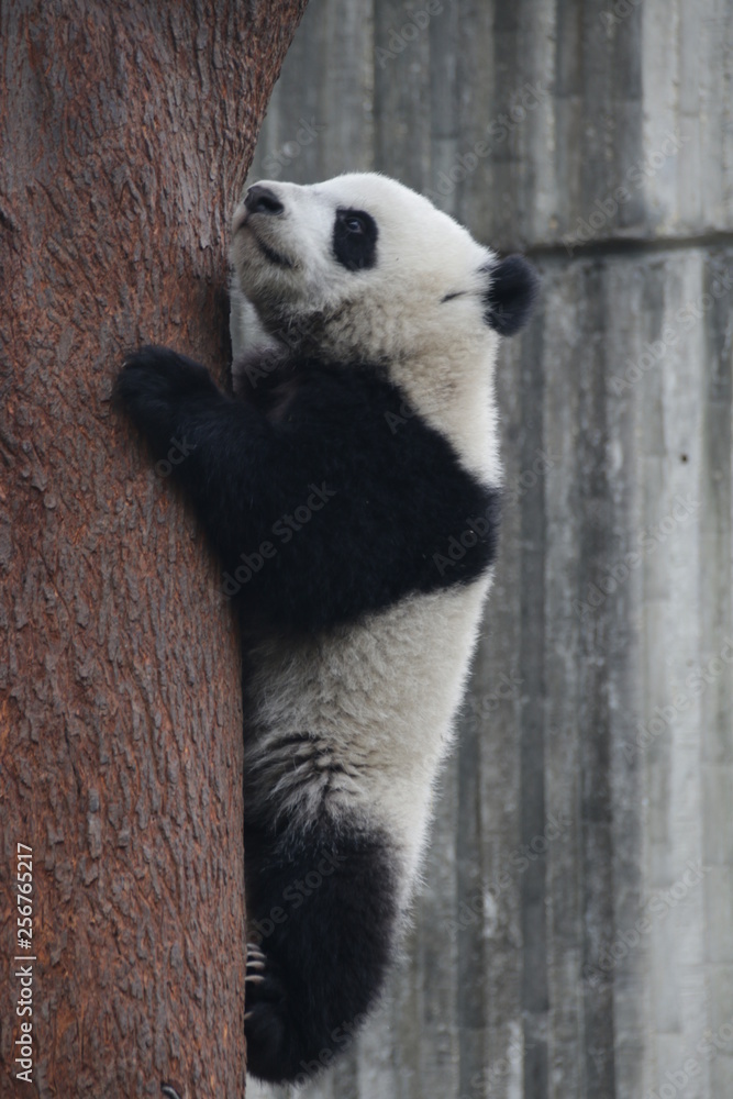 Fototapeta premium Ailuropoda melanoleuca,animal,black and white, china, conservation, creature, cub, cuddly, endangered,mammal,ursidae, wildlife, cute, nature, animal, bamboo, asian, wildlife, lovely, playful, beau