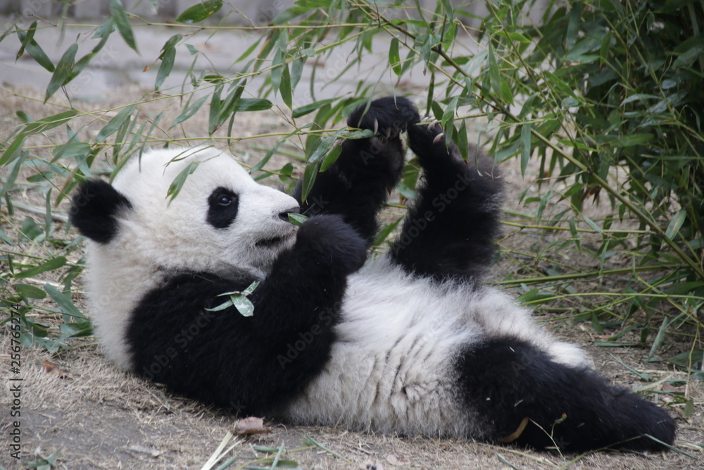 Fototapeta premium Little Baby Panda Lifts up his Leg while eating Bamboo, Chengdu, China