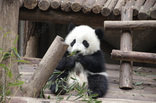 Little Baby Panda is Playing with Bamboo Leaves, Chengdu, China