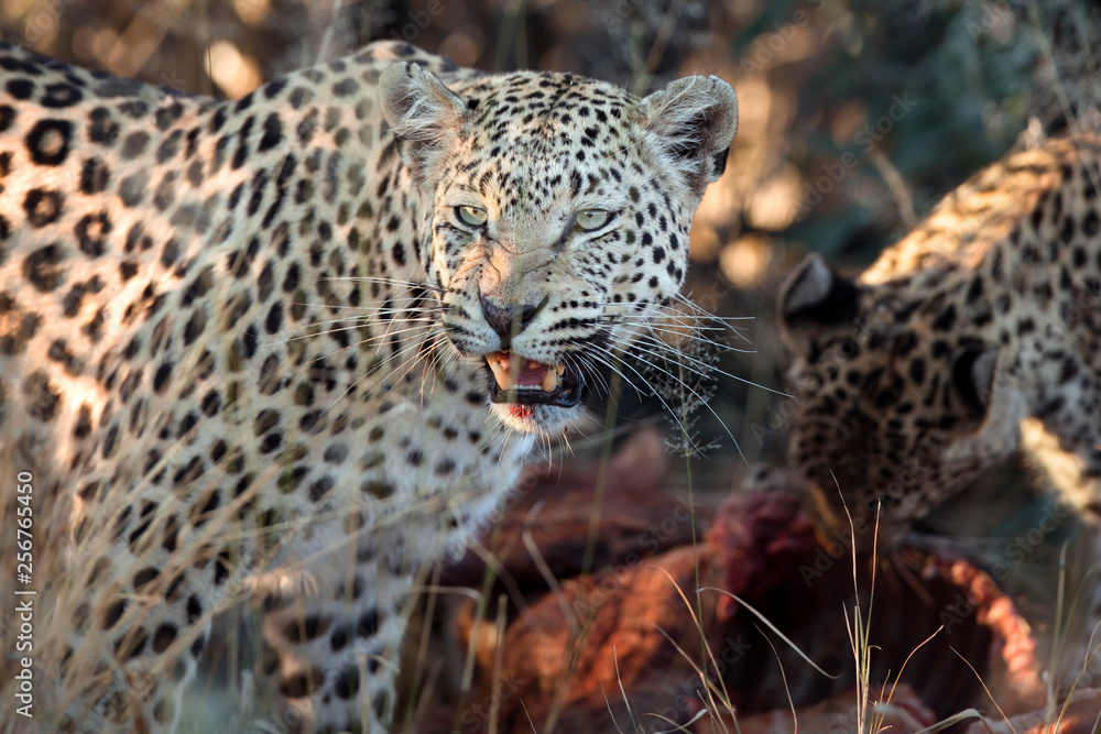 Fototapeta premium A leopard on a warthog kill