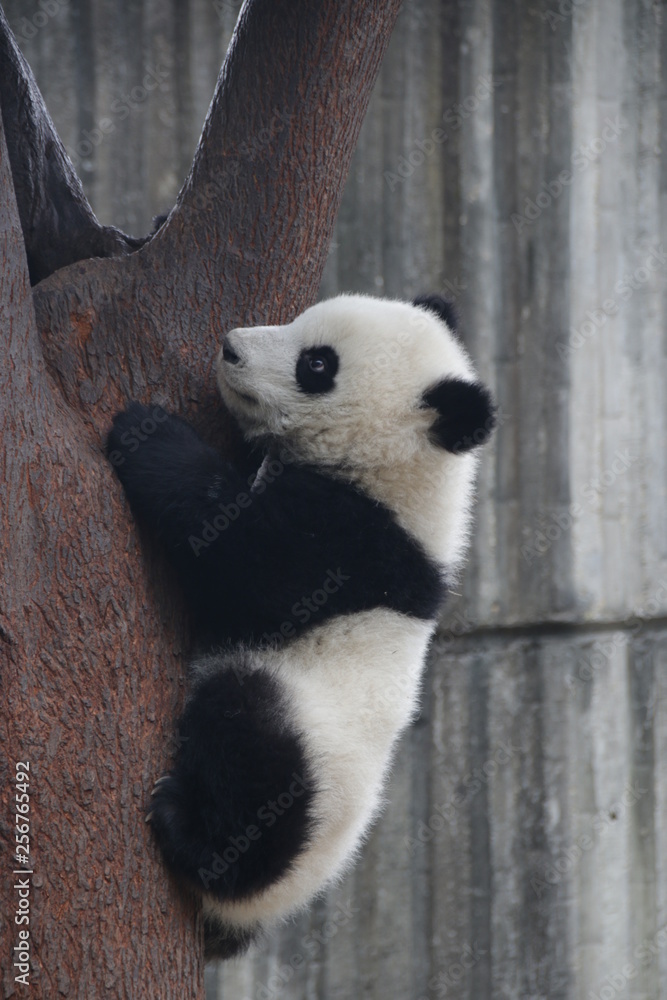 Fototapeta premium Little Baby Panda Cub is having Fun in his Playground, Chengdu, China