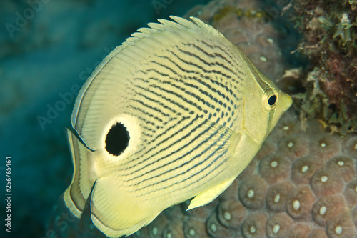 Four Eye Butterfly Fish (Chaetodon capistratus) on a Reef of Bonaire photo