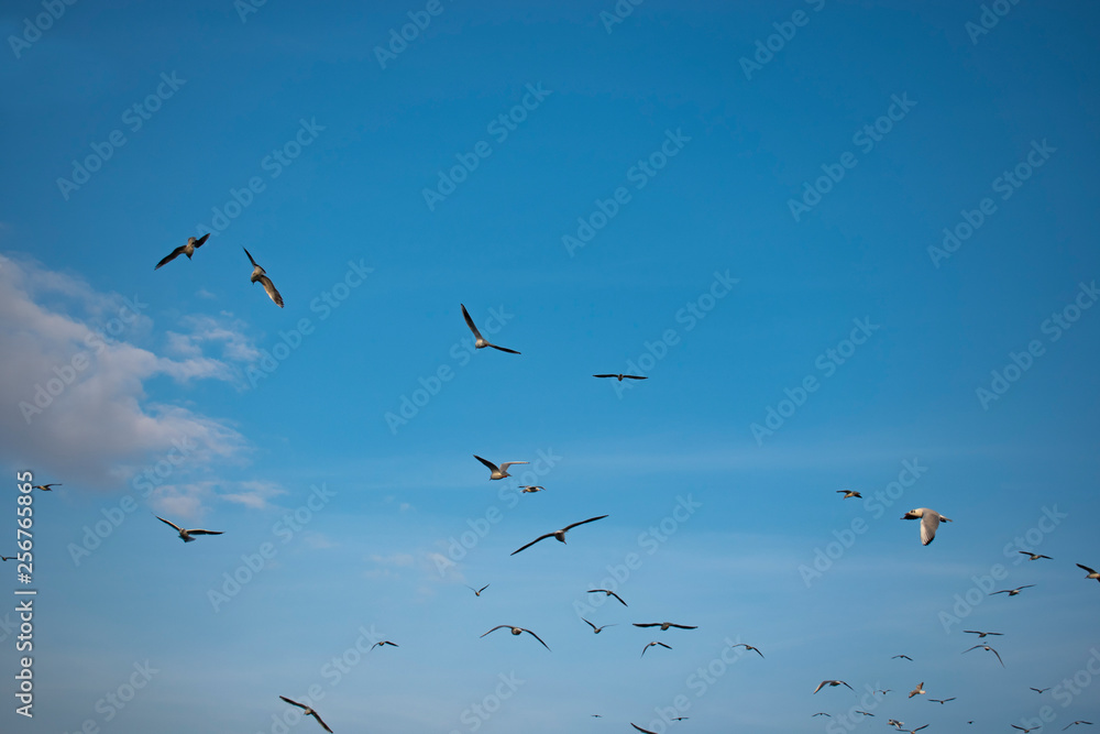 The Gulls or seagulls flying. flock of seagulls in the blue sky 
