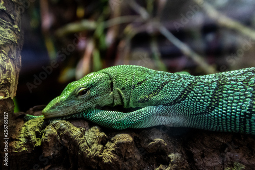 Reptile resting