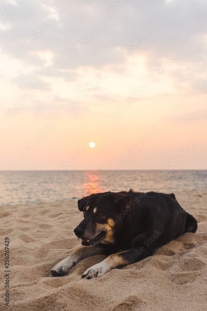 black dog is chillin lie on the sand floor on the beach with sunset on background - vertical black dog is chillin lie on the sand floor on the beach with sunset on background - vertical