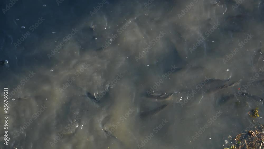 Closeup shot of thousands of grey mullet fish on surface of Douro River in Porto, Portugal. Closeup shot of thousands of grey mullet fish on surface of Douro River in Porto, Portugal.