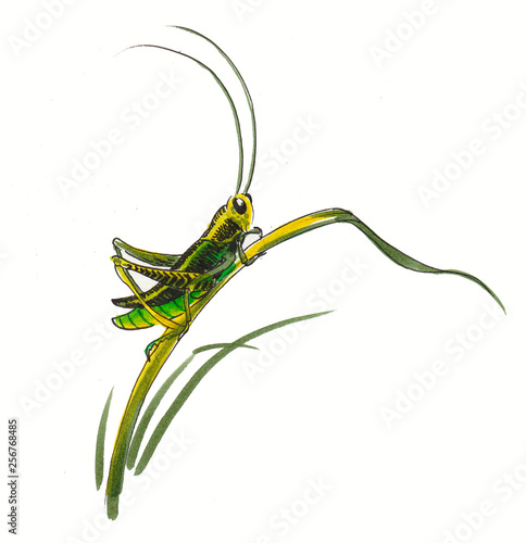 Fotografia Green grasshopper in the grass. Watercolor illustration