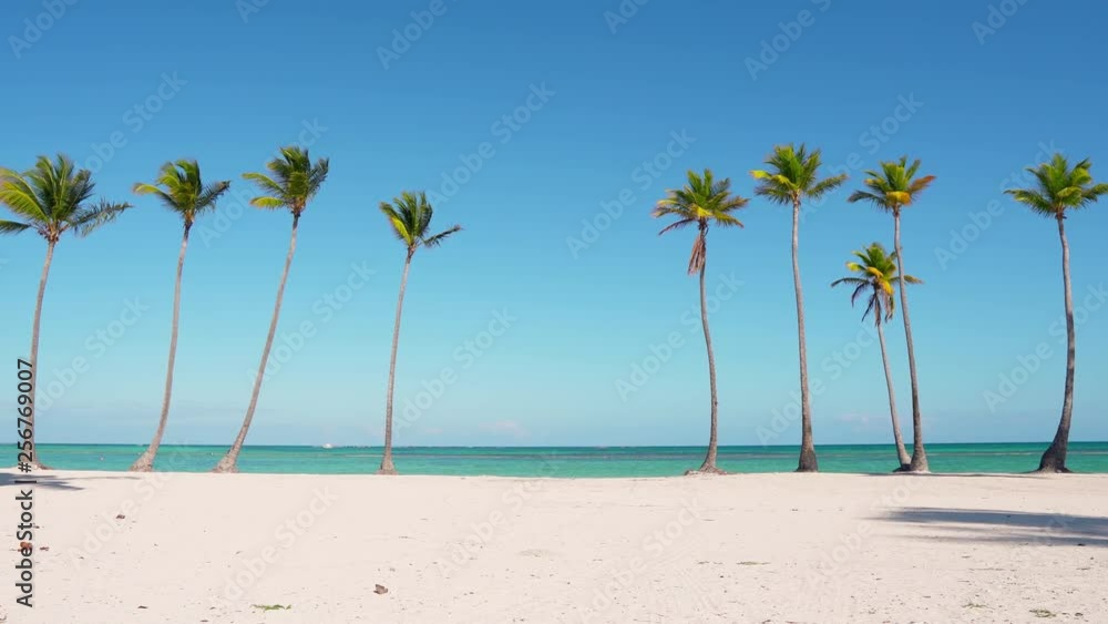 Lonely coconut trees line the sandy seaside. Snow-white tropical beach on a sunny morning in warm weather. The blue cloudless sky emphasizes the beauty of the fluffy crowns of palm trees. Lonely coconut trees line the sandy seaside. Snow-white tropical beach on a sunny morning in warm weather. The blue cloudless sky emphasizes the beauty of the fluffy crowns of palm trees.