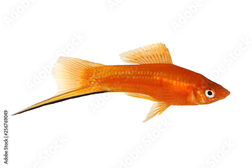 Red Swordtail Xiphophorus Helleri aquarium fish isolated on white 