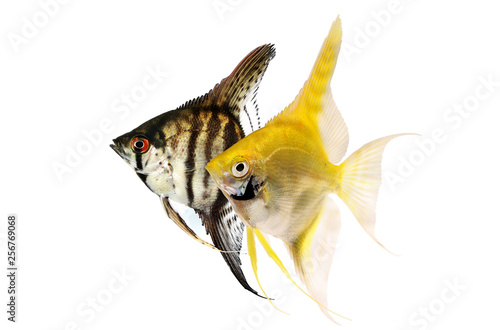 Angelfish pterophyllum scalare aquarium fish isolated on white 