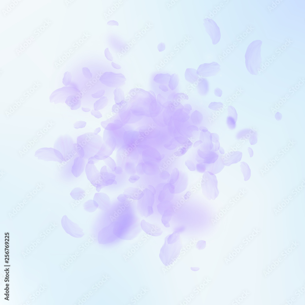 Violet flower petals falling down. Elegant romanti Violet flower petals falling down. Elegant romanti