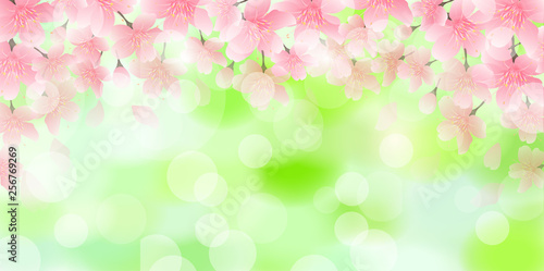 桜　春　花　背景  © J BOY
