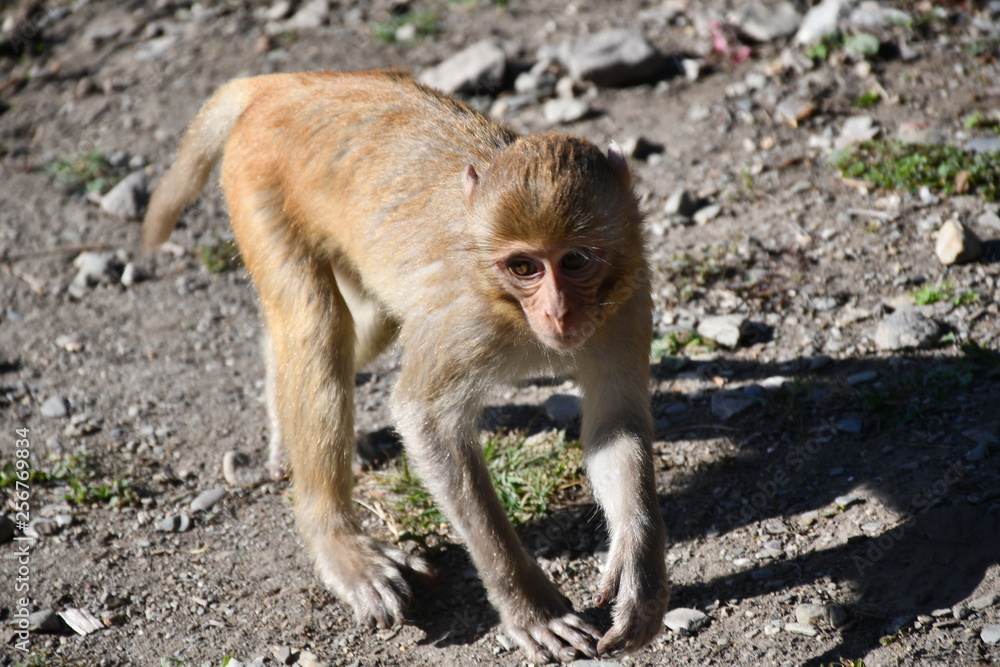 Cute Monkey in Sitabani Forest