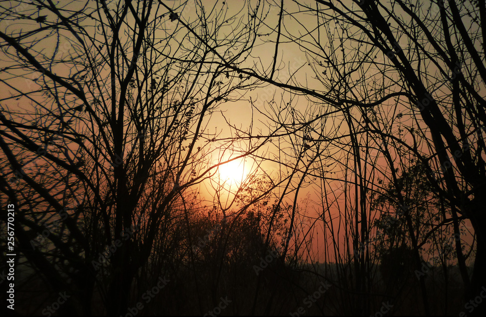 sunset in the forest sunset in the forest