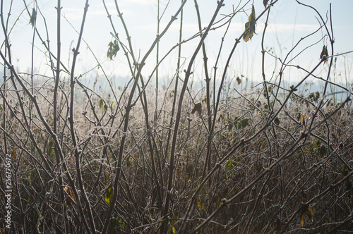 winter field