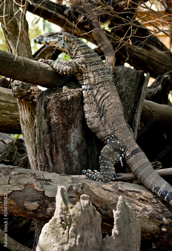 A lace monitor lizard climbing a tree A lace monitor lizard climbing a tree