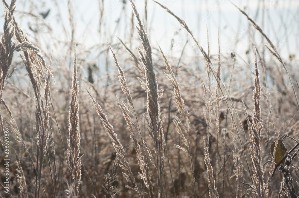 grass in winter grass in winter