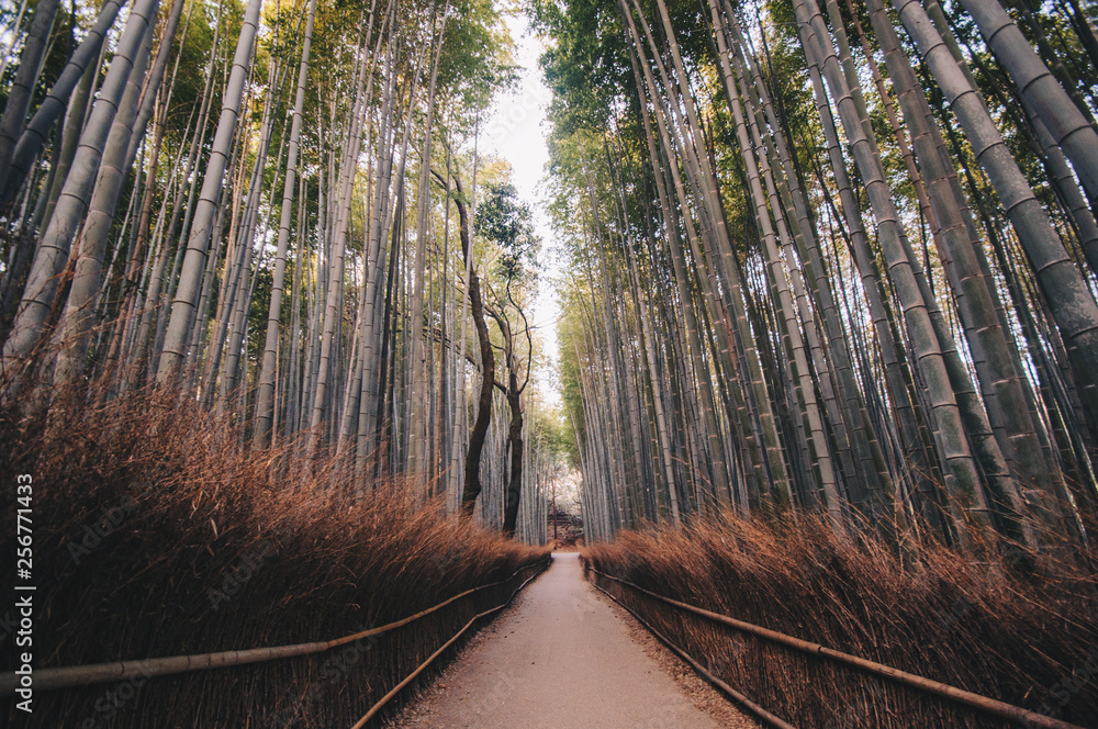 Fototapeta premium Sunrise at the bamboo forest Japan