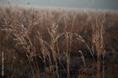 Fototapeta Naklejka Na Ścianę i Meble -  frozen grass in winter