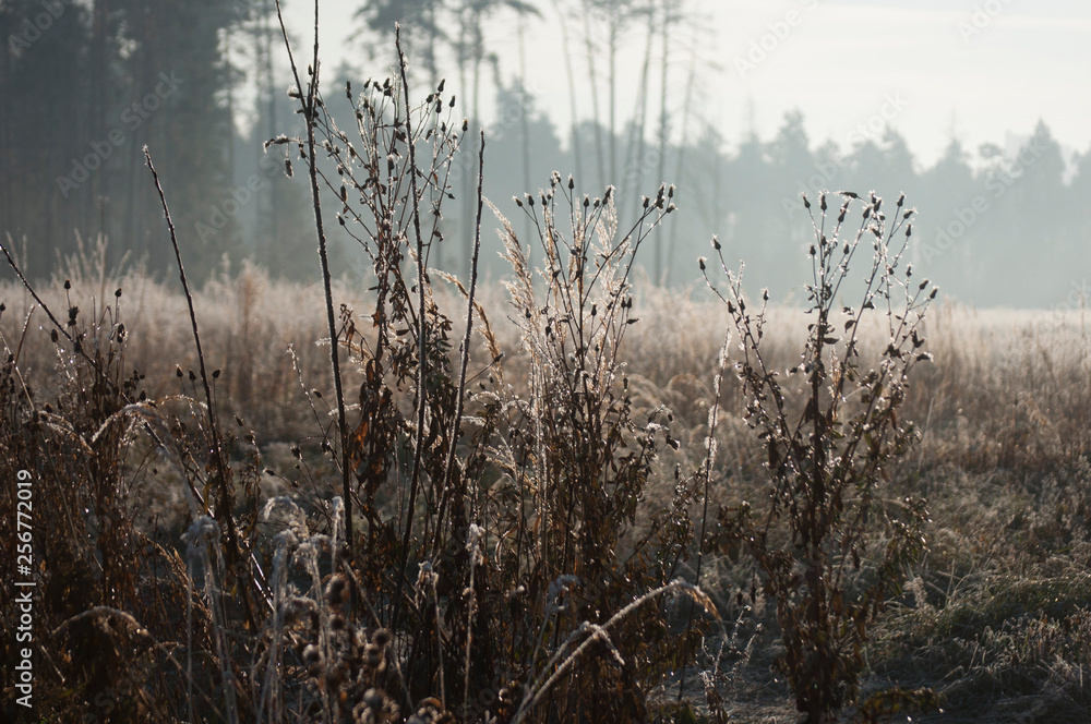 frozen grass in winter frozen grass in winter