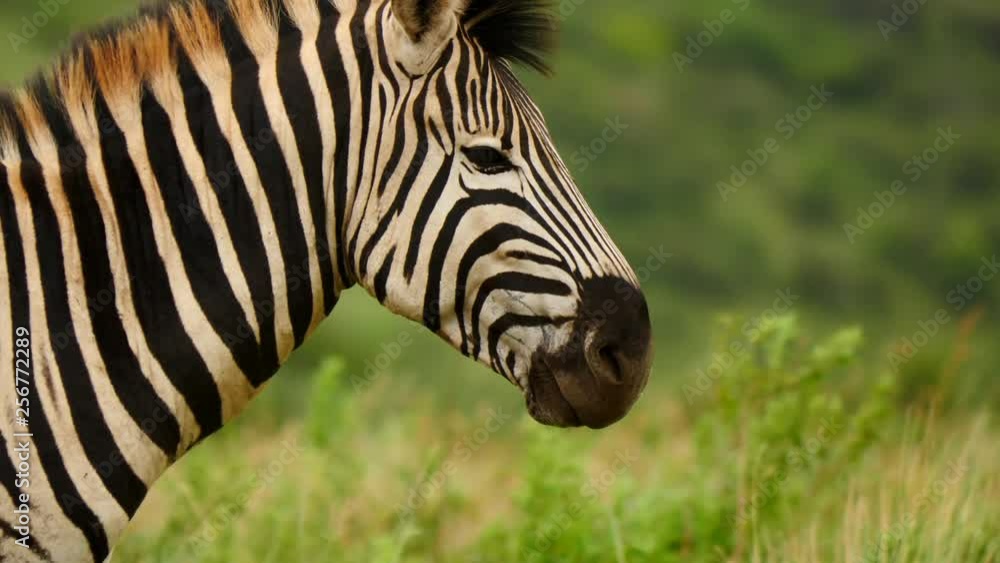 Slow motion: Close up adult zebra profile, pan left from head to tail. Zebra tail flicks, Orange-throated Longclaw bird flies past green grassy background on a windy day Slow motion: Close up adult zebra profile, pan left from head to tail. Zebra tail flicks, Orange-throated Longclaw bird flies past green grassy background on a windy day