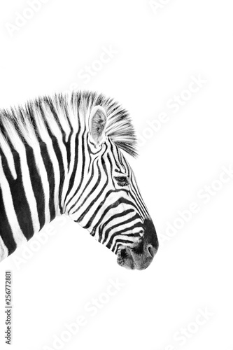 High Key image of a zebra © 2630ben