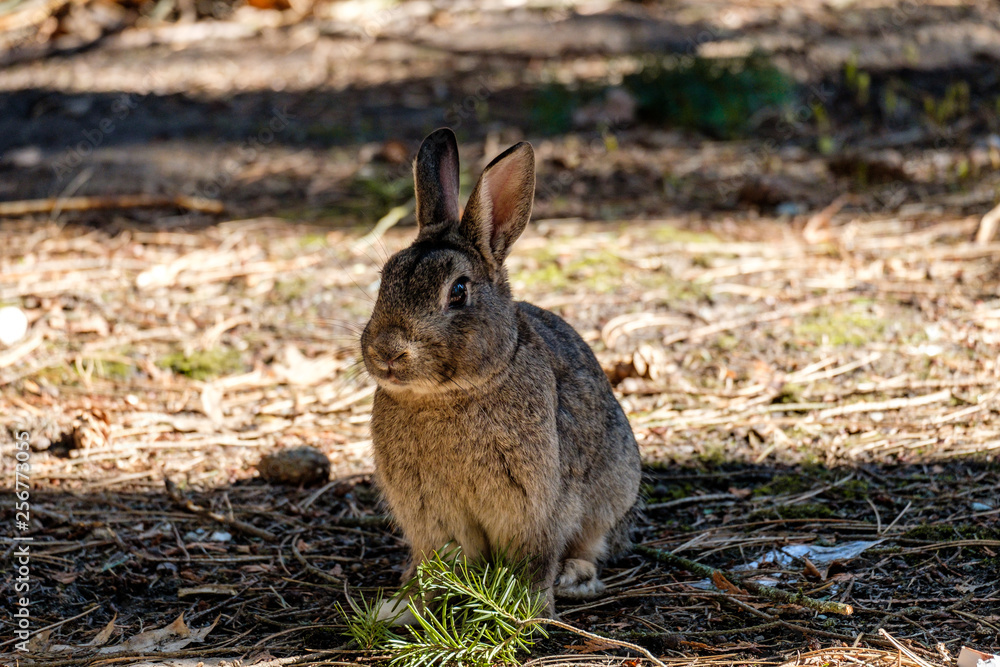 Fototapeta premium cute brown rabbit sitting in the shade of sunny field
