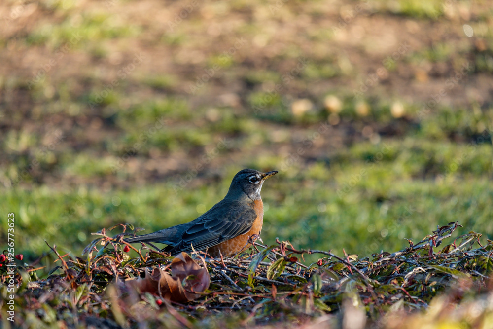 Fototapeta premium young american robin standing on the green grassy field searching for food