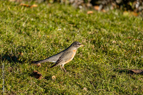 young american robin standing on the green grassy field searching for food on a sunny morning 