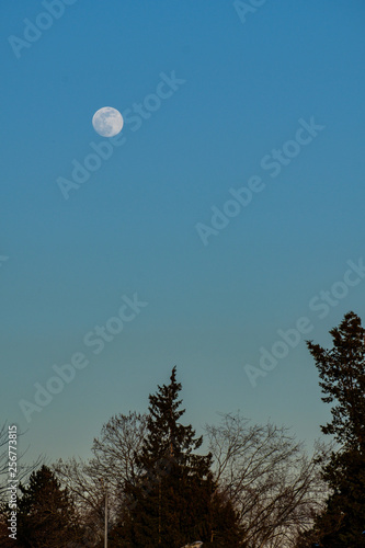 full moon rise above the tree branches under blue sky near dusk 