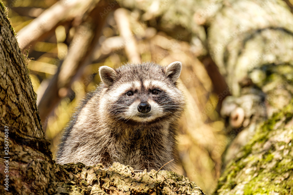 cute young raccoon resting on moss covered tree trunk in the morning staring at you, with willow branches in the back ground cute young raccoon resting on moss covered tree trunk in the morning staring at you, with willow branches in the back ground
