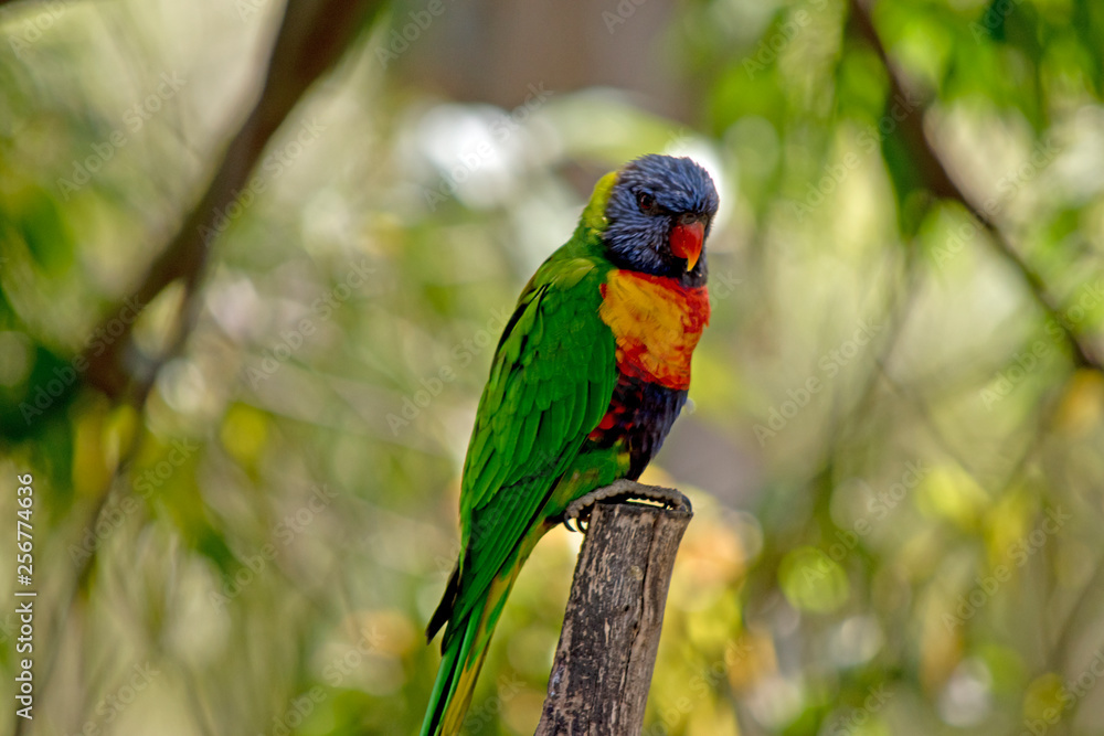 a rainbow lorikeet resting