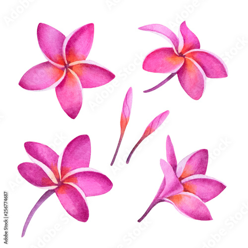 Tropical pink plumeria plant. Isolated realistic watercolor illustration of fragipani flowers.