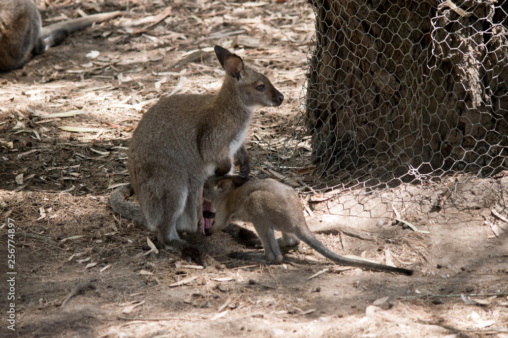 the Red necked wallaby is feeding her joey the Red necked wallaby is feeding her joey