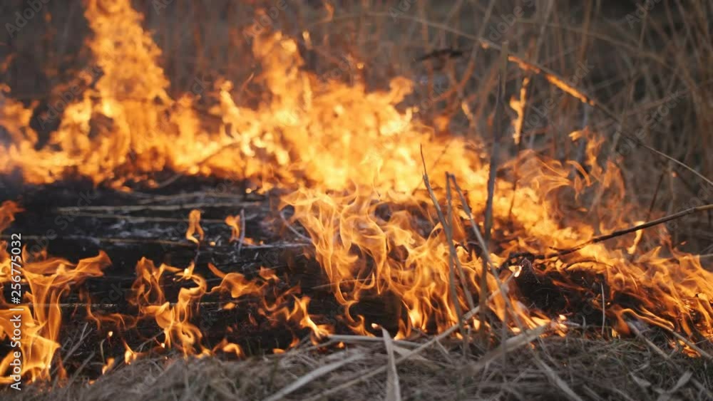 Blazing fire destroys dry grass. Blazing fire destroys dry grass.