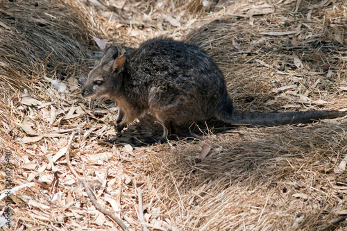 an endangered small Tammar wallaby © susan flashman