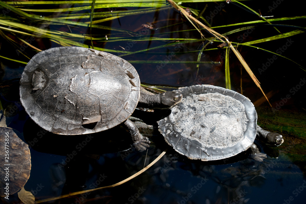 Fototapeta premium two turtles together