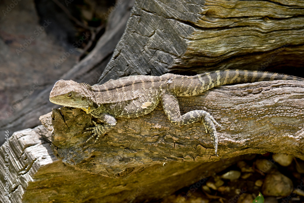 Obraz premium a water dragon lizard