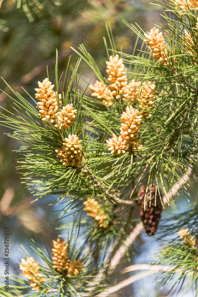 New Pine Cones Budding in Spring on a Mature Pine Tree in Southern Italy New Pine Cones Budding in Spring on a Mature Pine Tree in Southern Italy