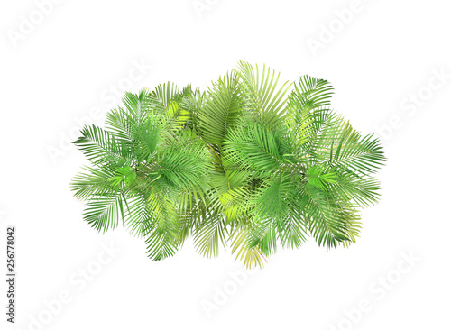 top view palm leaves tree isolated on white background photo