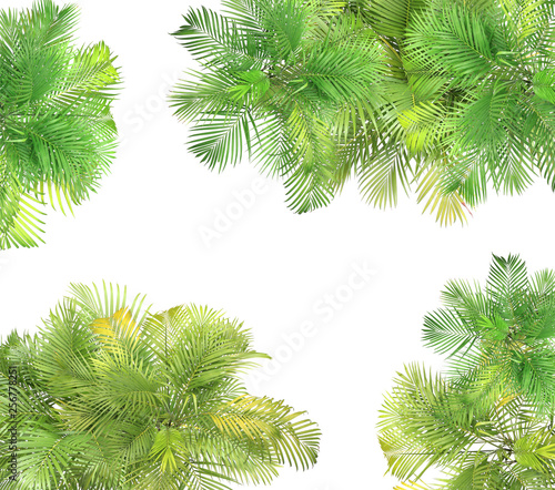 top view palm leaves tree isolated on white background