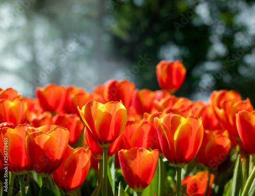 Fresh orange tulips in the garden.