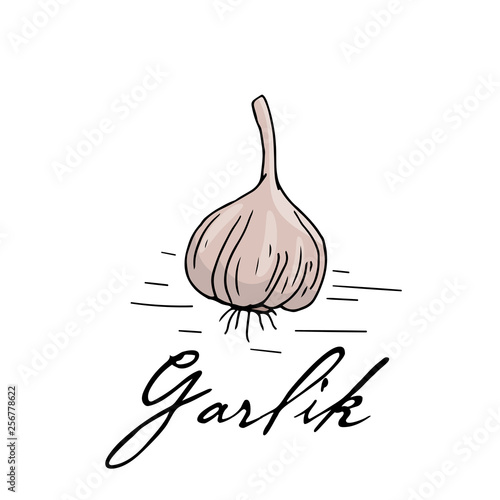 Poster with hand drawn garlik isolate on a white background.