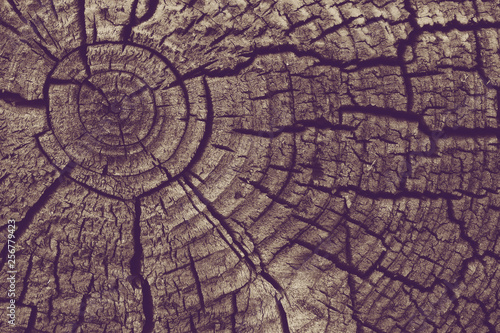 Wood texture background. Old tree rings with cracks.