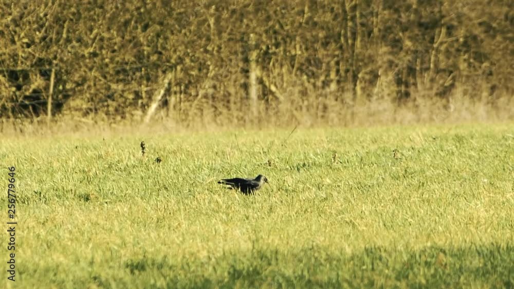Some blackbirds finding food in the grass Some blackbirds finding food in the grass